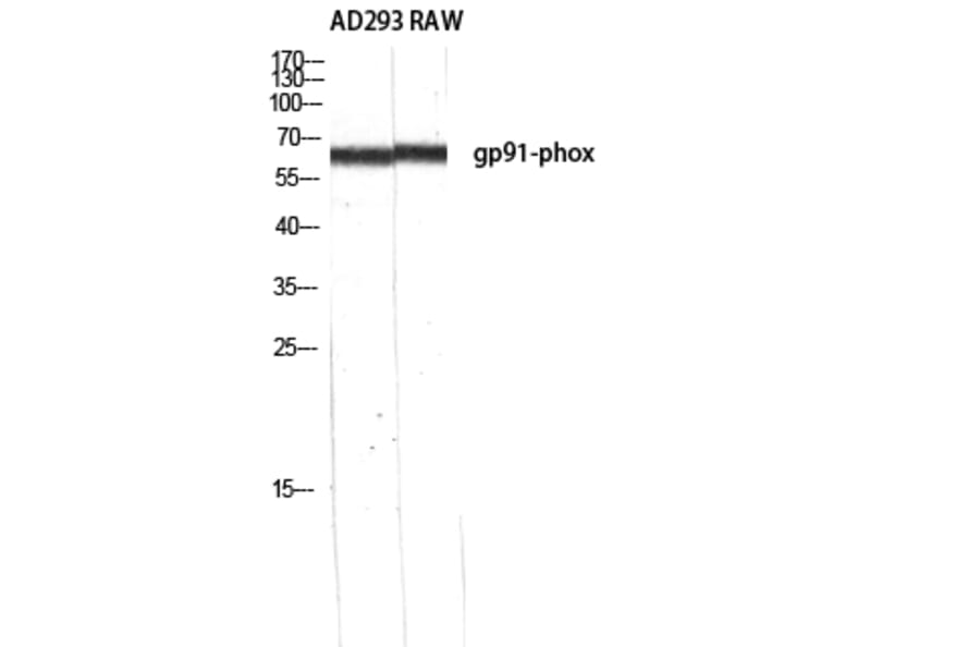 Western Blot - Anti-gp91-phox Antibody (R12-2168) - Antibodies.com