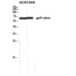 Western Blot - Anti-gp91-phox Antibody (R12-2168) - Antibodies.com