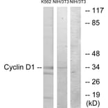 Western Blot - Anti-Cyclin D1 Antibody (B0879) - Antibodies.com