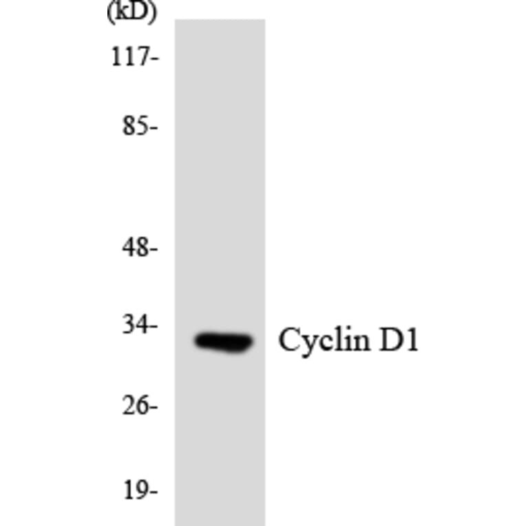 Western Blot - Anti-Cyclin D1 Antibody (R12-2666) - Antibodies.com