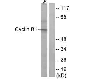 Western Blot - Anti-Cyclin B1 Antibody (B0635) - Antibodies.com