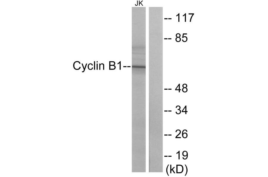 Western Blot - Anti-Cyclin B1 Antibody (B0635) - Antibodies.com