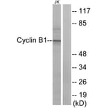 Western Blot - Anti-Cyclin B1 Antibody (B0635) - Antibodies.com
