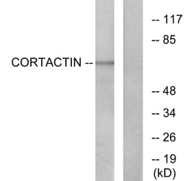 Western Blot - Anti-Cortactin Antibody (B7049) - Antibodies.com