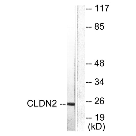Western Blot - Anti-Claudin 2 Antibody (C0143) - Antibodies.com