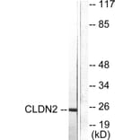 Western Blot - Anti-Claudin 2 Antibody (C0143) - Antibodies.com