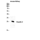 Western Blot - Anti-Claudin 2 Antibody (C0143) - Antibodies.com