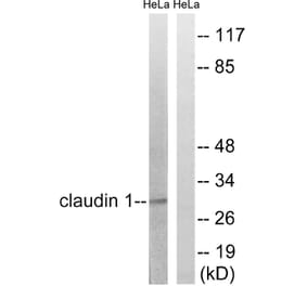 Western Blot - Anti-Claudin 1 Antibody (B8316) - Antibodies.com