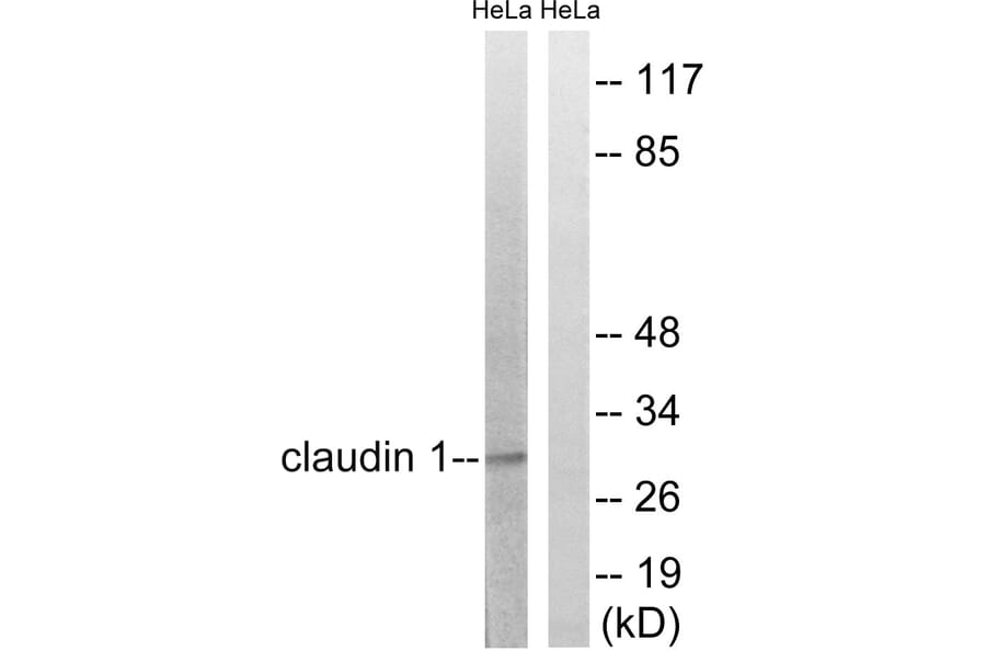 Western Blot - Anti-Claudin 1 Antibody (B8316) - Antibodies.com