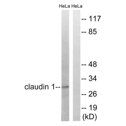 Western Blot - Anti-Claudin 1 Antibody (B8316) - Antibodies.com