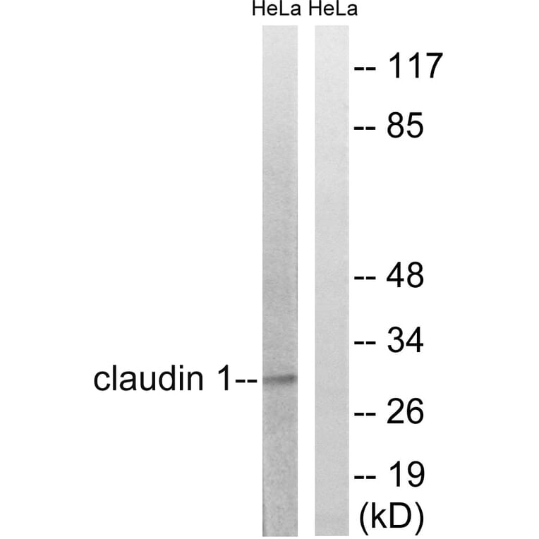 Western Blot - Anti-Claudin 1 Antibody (B8316) - Antibodies.com