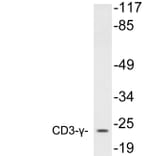 Western Blot - Anti-CD3-gamma Antibody (R12-2076) - Antibodies.com