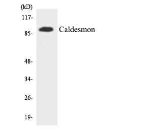 Western Blot - Anti-Caldesmon Antibody (R12-2566) - Antibodies.com