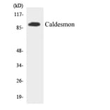 Western Blot - Anti-Caldesmon Antibody (R12-2566) - Antibodies.com