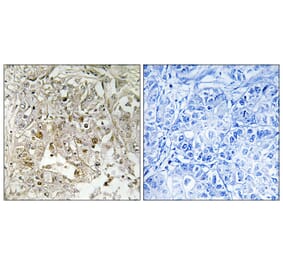 Immunohistochemistry - Anti-p38 MAPK Antibody (B0799) - Antibodies.com