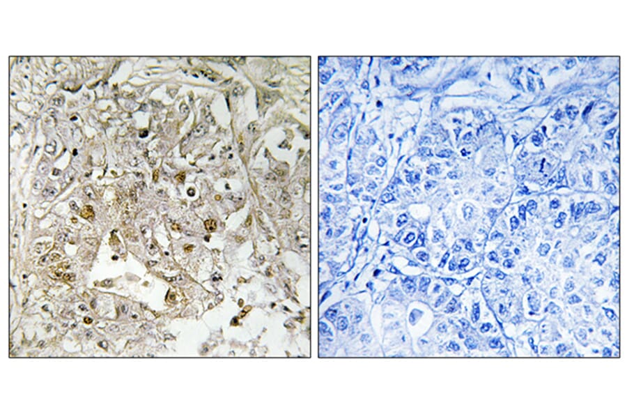 Immunohistochemistry - Anti-p38 MAPK Antibody (B0799) - Antibodies.com