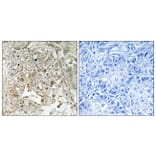 Immunohistochemistry - Anti-p38 MAPK Antibody (B0799) - Antibodies.com