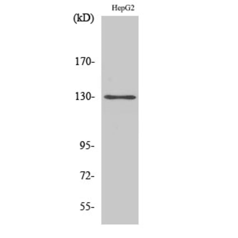 Western Blot - Anti-p130 Cas Antibody (B0695) - Antibodies.com