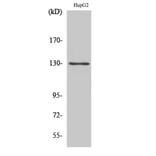 Western Blot - Anti-p130 Cas Antibody (B0695) - Antibodies.com