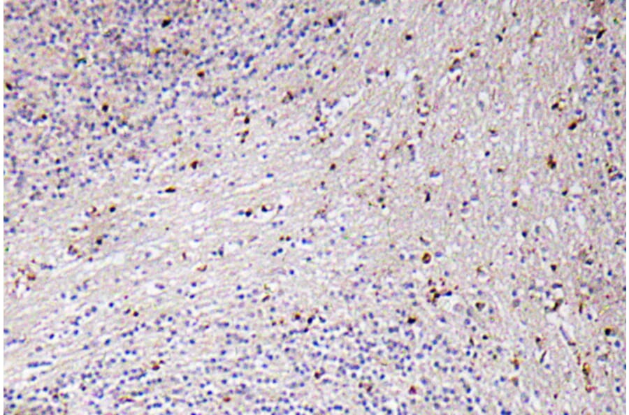 Immunohistochemistry - Anti-GROalpha Antibody (R12-2171) - Antibodies.com