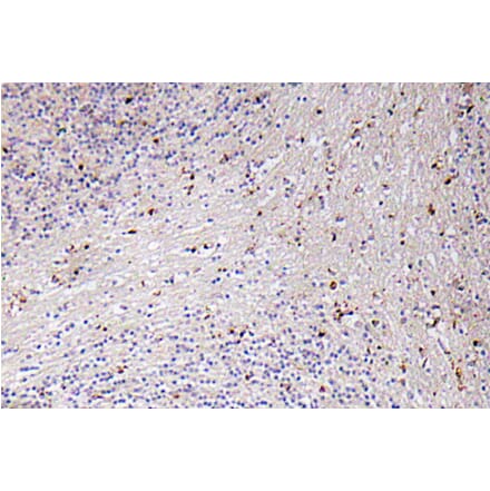 Immunohistochemistry - Anti-GROalpha Antibody (R12-2171) - Antibodies.com