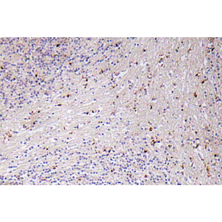 Immunohistochemistry - Anti-GROalpha Antibody (R12-2171) - Antibodies.com