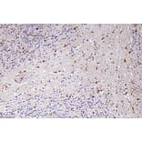 Immunohistochemistry - Anti-GROalpha Antibody (R12-2171) - Antibodies.com