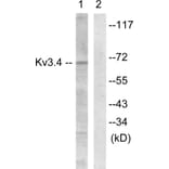 Western Blot - Anti-KCNC4 Antibody (B1087) - Antibodies.com
