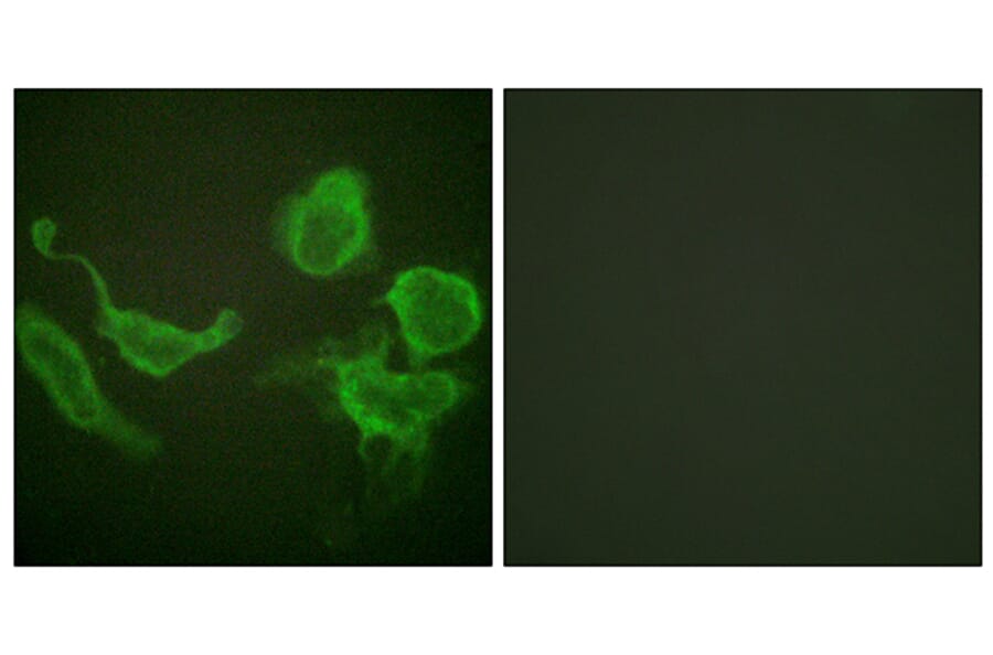 Immunofluorescence - Anti-KCNC4 Antibody (B1087) - Antibodies.com