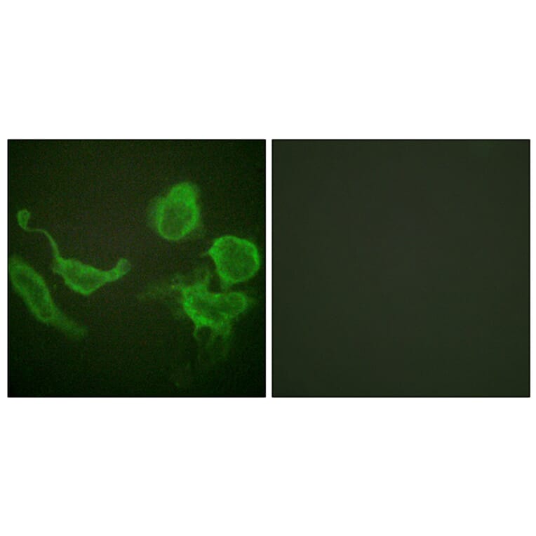 Immunofluorescence - Anti-KCNC4 Antibody (B1087) - Antibodies.com