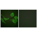 Immunofluorescence - Anti-KCNC4 Antibody (B1087) - Antibodies.com
