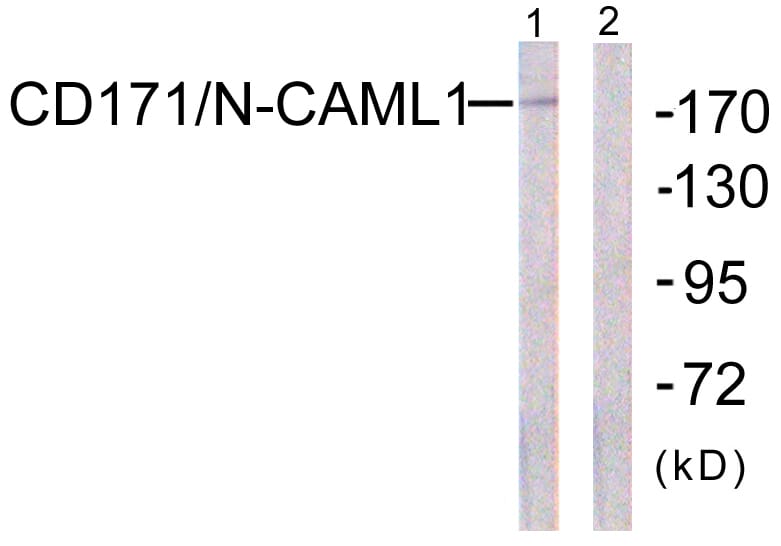 Western blot analysis of lysates from K562 cells using Anti-CD171 Antibody. The right hand lane represents a negative control, where the antibody is blocked by the immunising peptide.