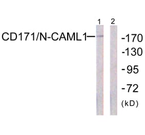 Western Blot - Anti-CD171 Antibody (B0841) - Antibodies.com