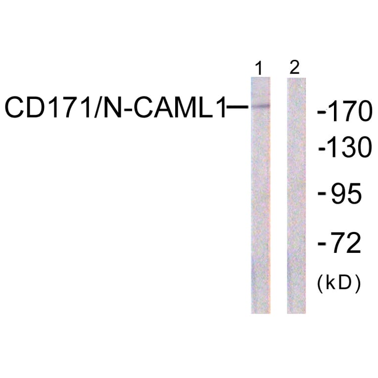 Western Blot - Anti-CD171 Antibody (B0841) - Antibodies.com