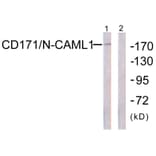 Western Blot - Anti-CD171 Antibody (B0841) - Antibodies.com
