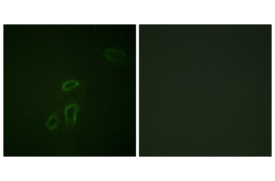 Immunofluorescence - Anti-CD171 Antibody (B0841) - Antibodies.com