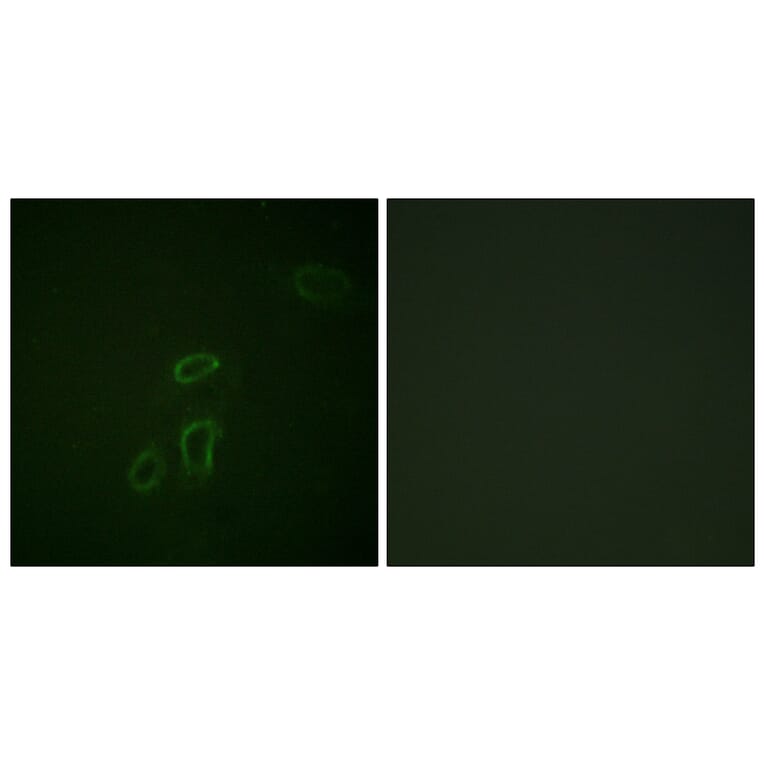 Immunofluorescence - Anti-CD171 Antibody (B0841) - Antibodies.com
