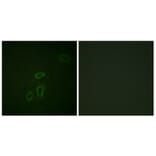 Immunofluorescence - Anti-CD171 Antibody (B0841) - Antibodies.com