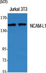Western blot analysis of various cells using Anti-CD171 Antibody.