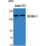 Western Blot - Anti-CD171 Antibody (B0841) - Antibodies.com