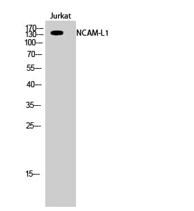 Western blot analysis of Jurkat cells using Anti-CD171 Antibody.