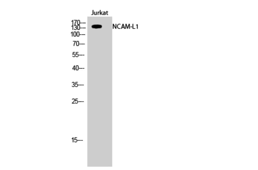 Western Blot - Anti-CD171 Antibody (B0841) - Antibodies.com