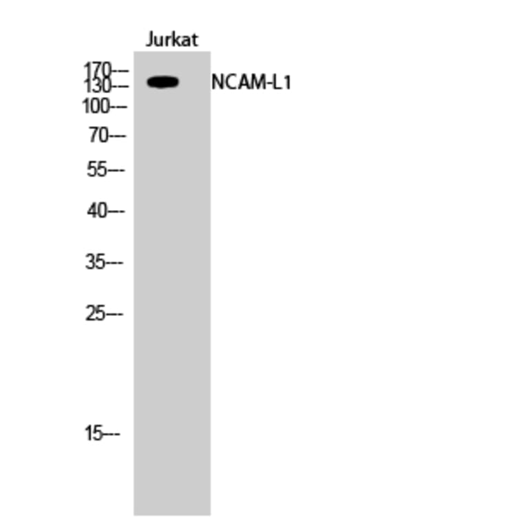 Western Blot - Anti-CD171 Antibody (B0841) - Antibodies.com