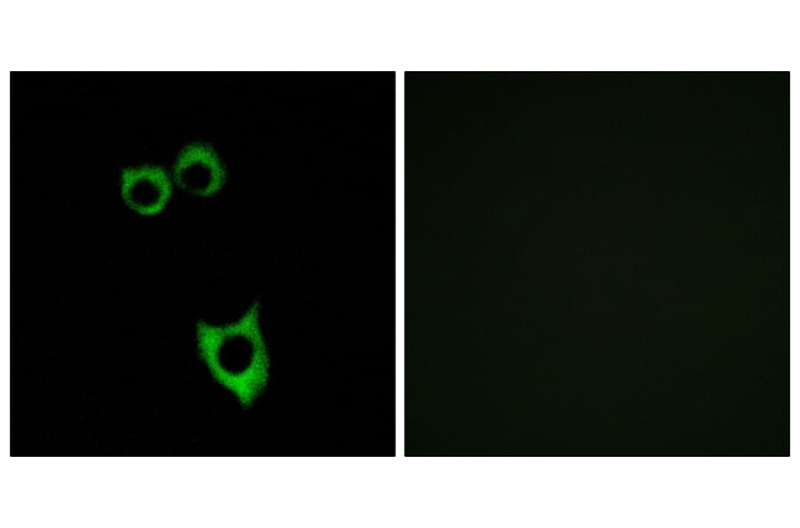 Immunofluorescence - Anti-VIPR2 Antibody (G790) - Antibodies.com