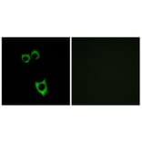 Immunofluorescence - Anti-VIPR2 Antibody (G790) - Antibodies.com