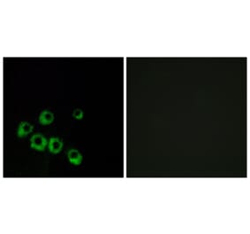 Immunofluorescence - Anti-VIPR1 Antibody (G789) - Antibodies.com