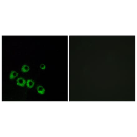 Immunofluorescence - Anti-VIPR1 Antibody (G789) - Antibodies.com