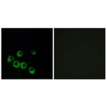 Immunofluorescence - Anti-VIPR1 Antibody (G789) - Antibodies.com