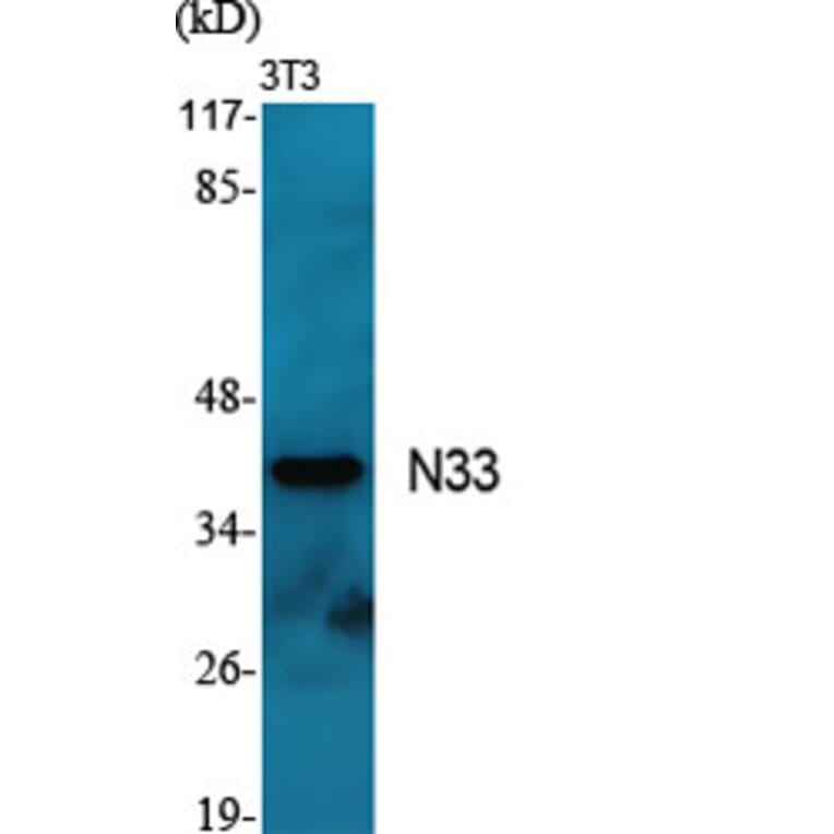 Western Blot - Anti-TUSC3 Antibody (C10978) - Antibodies.com