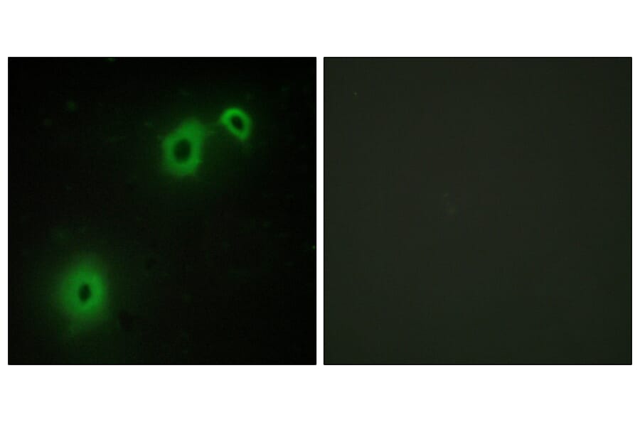 Immunofluorescence - Anti-TNR16 Antibody (C10300) - Antibodies.com